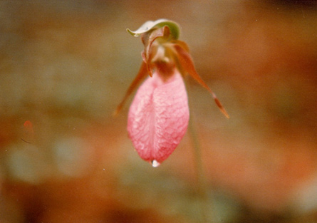 Lady Slipper